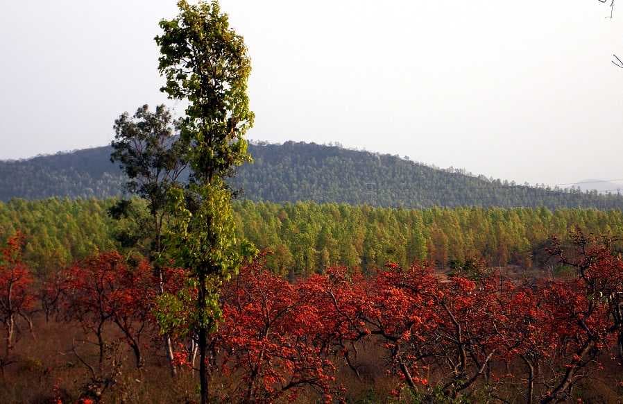 Rakab Forest - Once Used to be the Hunting Place of Kashipur