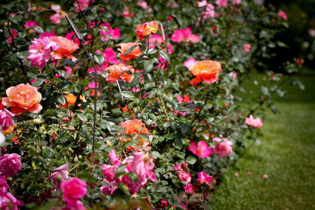 Rose Garden, Pushkar