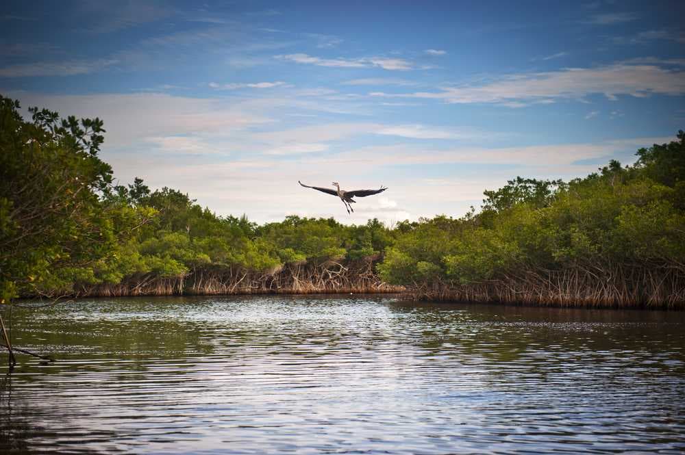 Godavari Mangrove Wetlands