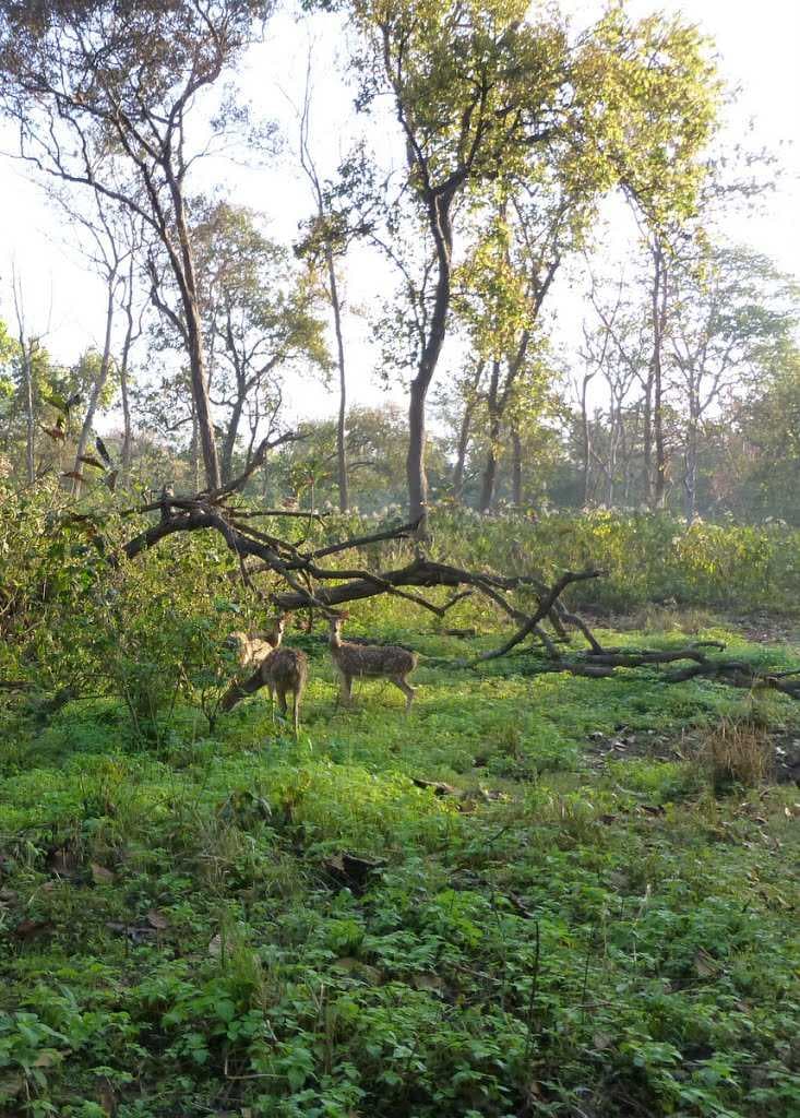 Spotted Deer