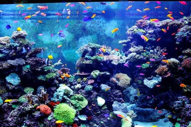 Sea World Aquarium