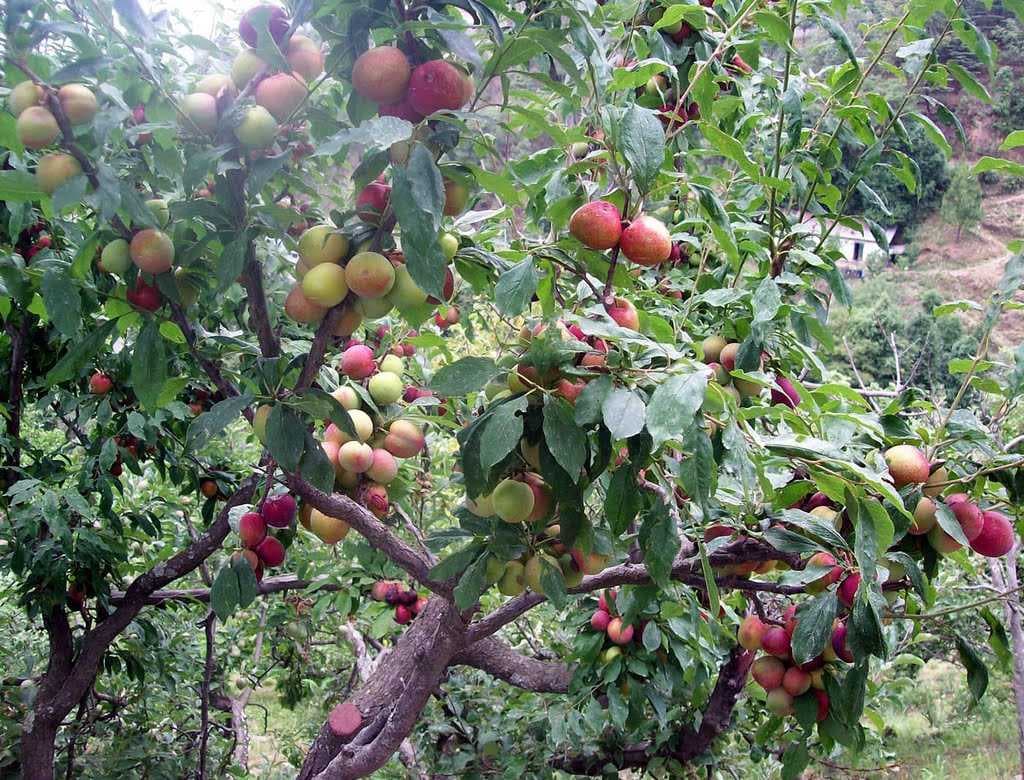 Ramgarh
