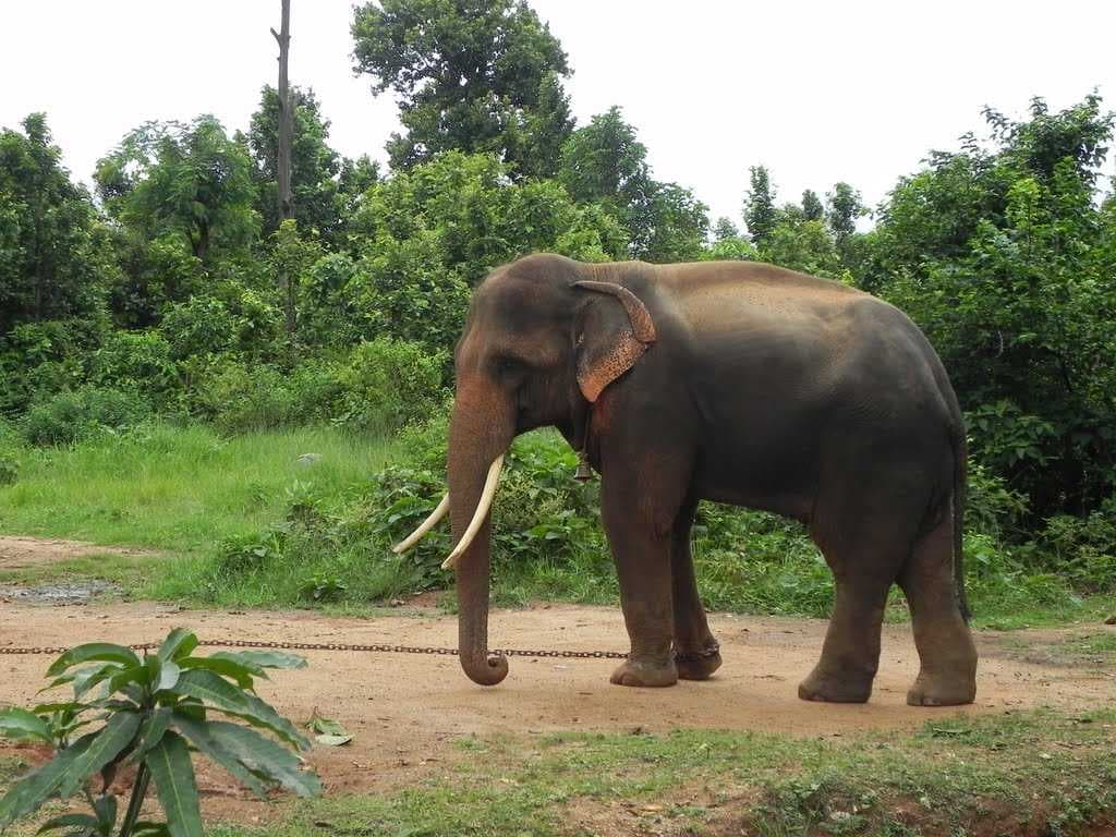 Birsa Zoological Park - Home for More Than Hundreds of Species