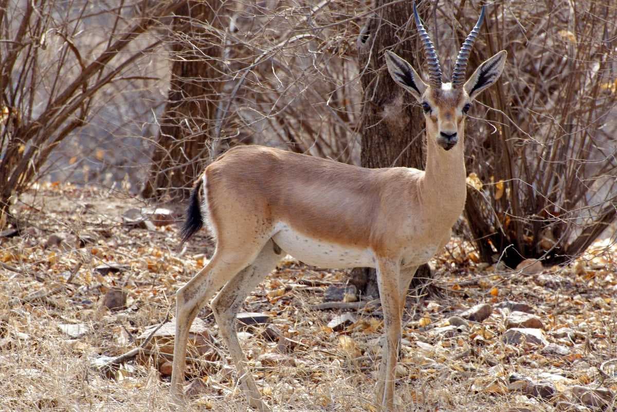 A deer at Akaula Region.