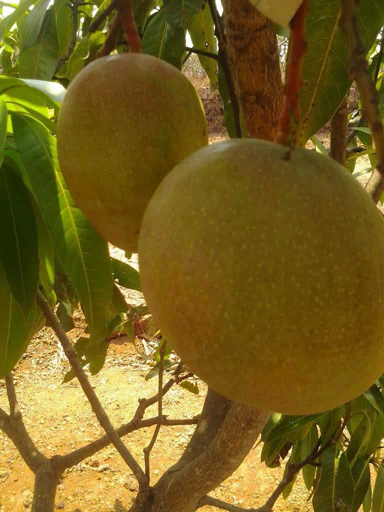 Aare Mango Farm