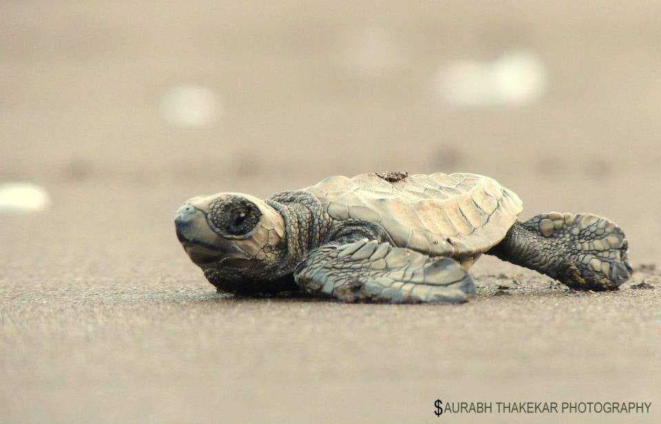 Velas Turtle Festival