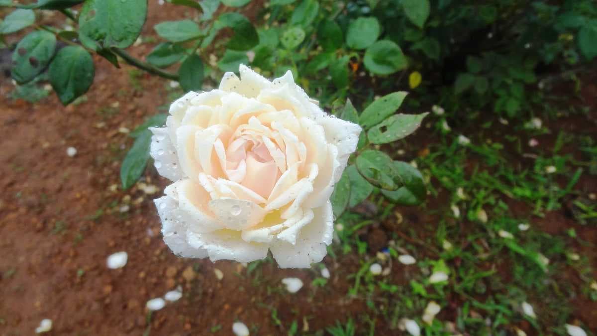 A white rose in the Rose Garden.