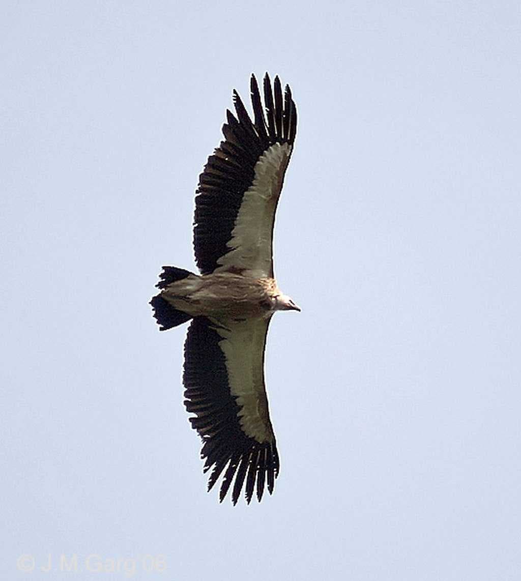 Himalayan griffon