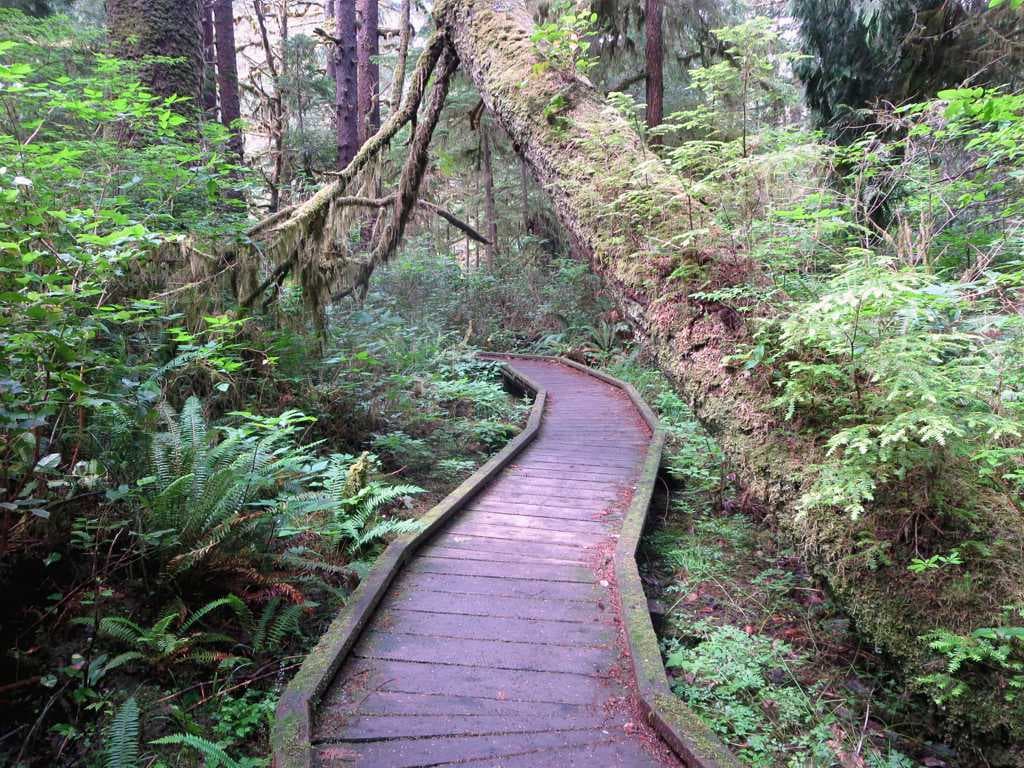 David Scott Trail - Famous Trekking Trials in Shillong
