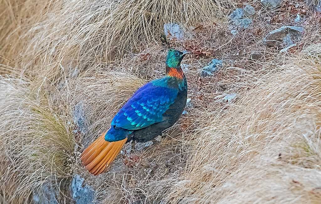 Himalayan Bird Park