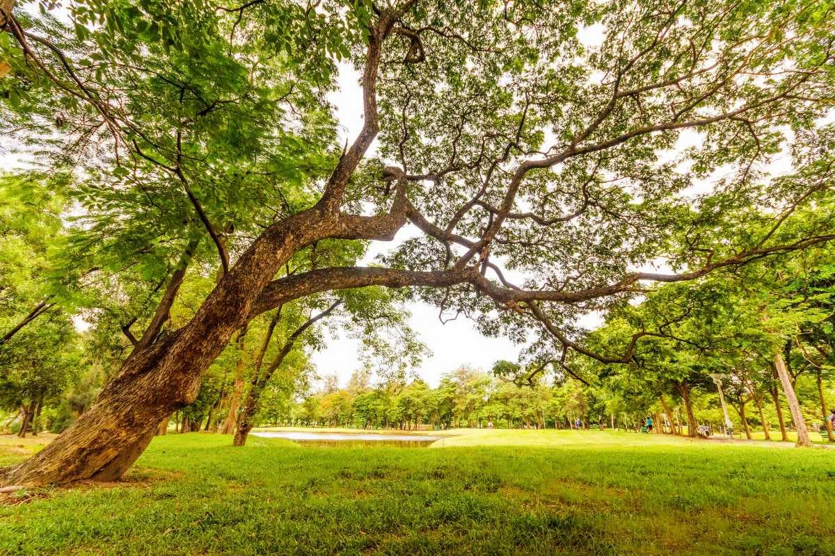 Madhuban Park - Scenic Park Situated in the Outskirts of Siliguri