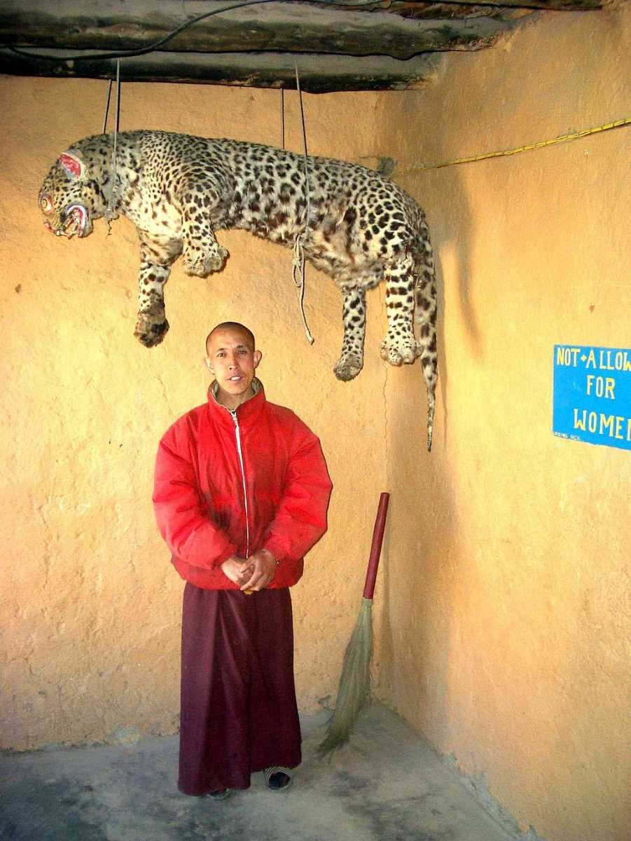 Monk standing under stuffed leopard, Tangyud
