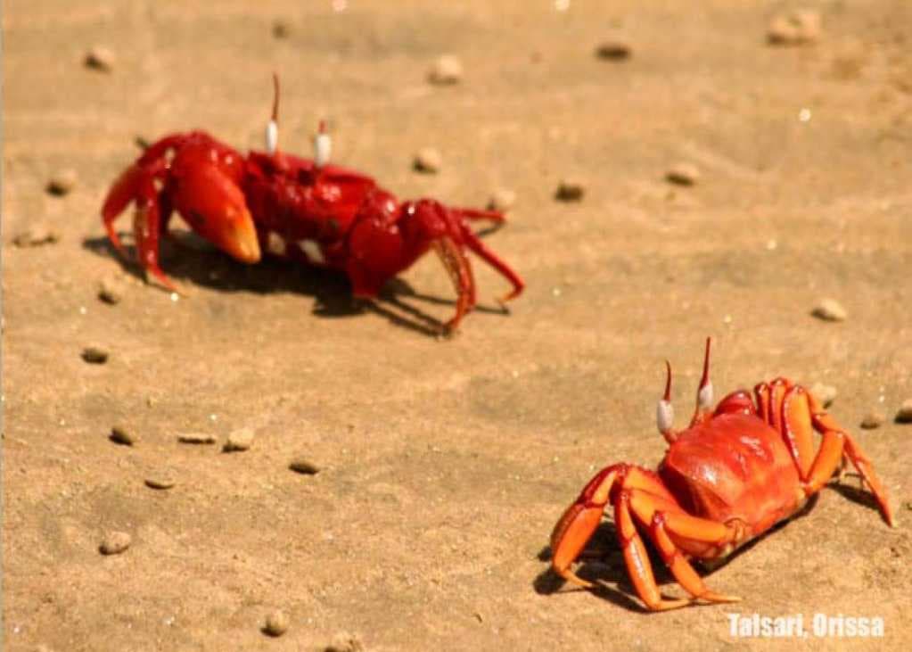 Red crabs on Talsari beach, Odisha.