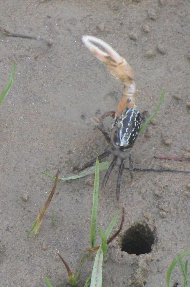 Porcelain Fiddler Crab taken at Talsari during the low tide on the Subarnarekha river