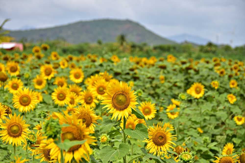 Spectacular Sun Flower Gardens in Sundarapandiapuram, Tenkasi