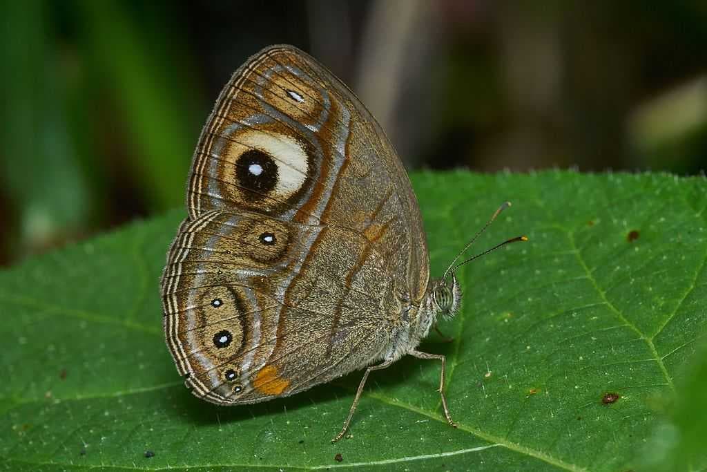 Mycalesis patnia junonia in Periyar National Park