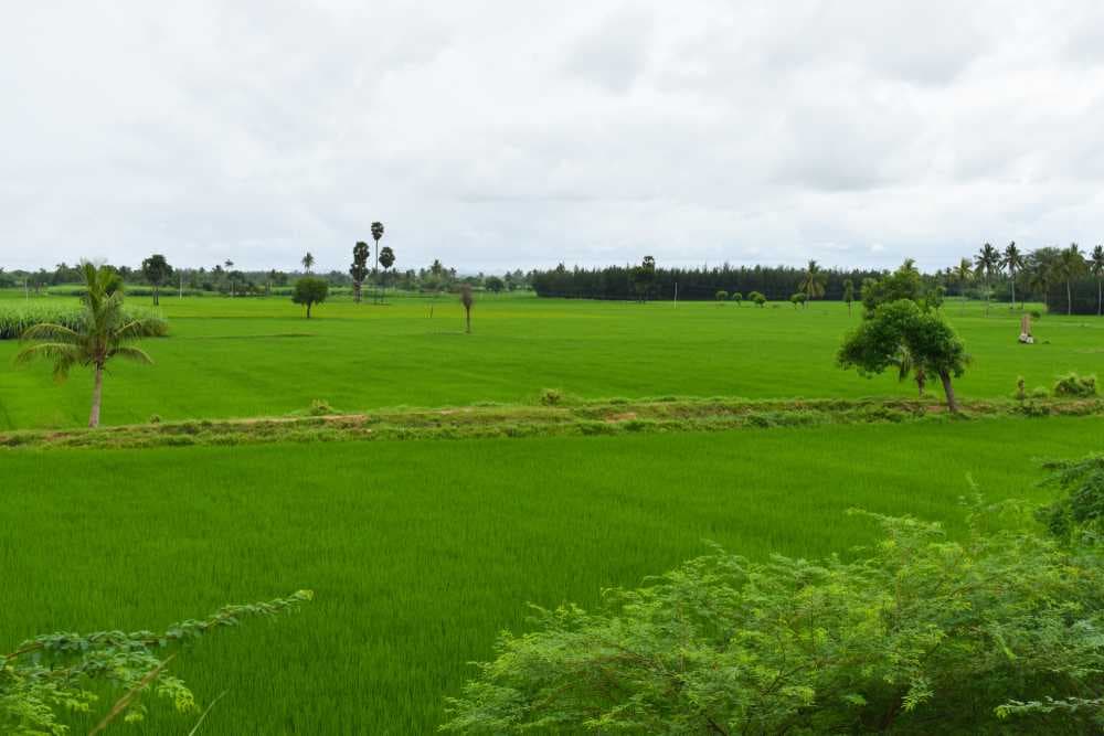 Enticing View of Agricultural Landscape in Papanasam Village