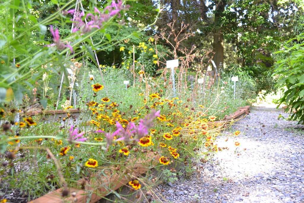 Forest Park and Medicinal Plant Garden