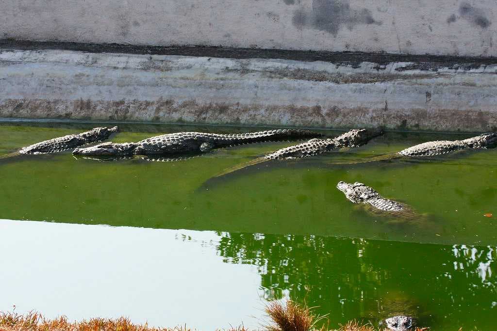 Neyyar Wildlife Sanctuary travel image