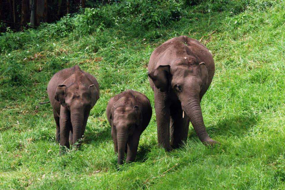 Elephant Rehabilitation Centre at Neyyar Wildlife Sanctuary