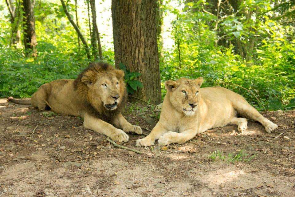 Lion Park at Neyyar Wildlife Sanctuary