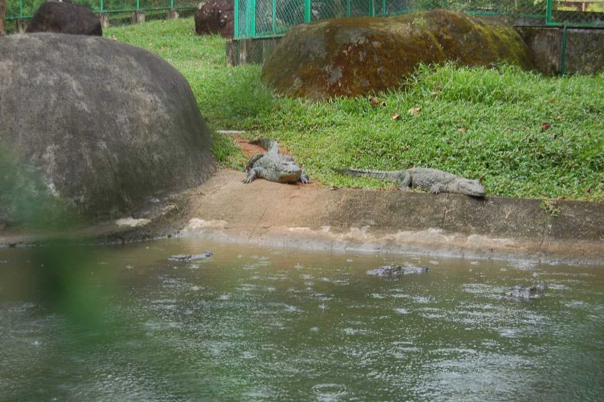 Crocodile Rehabilitation Farm at Neyyar Wildlife Sanctuary