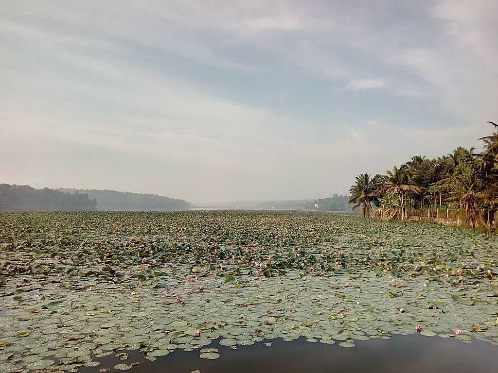 Vellayani Lake, Trivandrum travel image