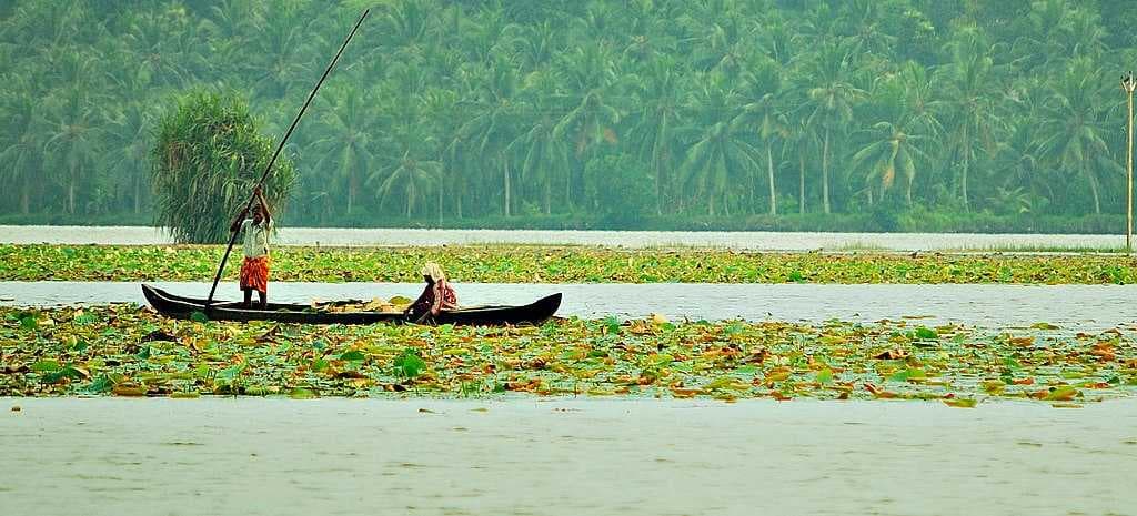 Harvesting lotus leaves