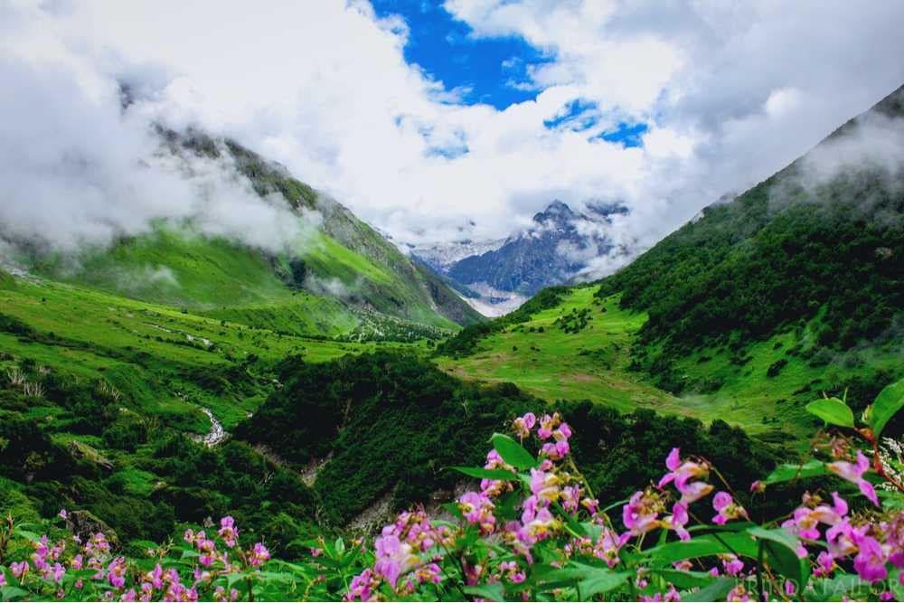 Pleasant View of Valley of Flowers