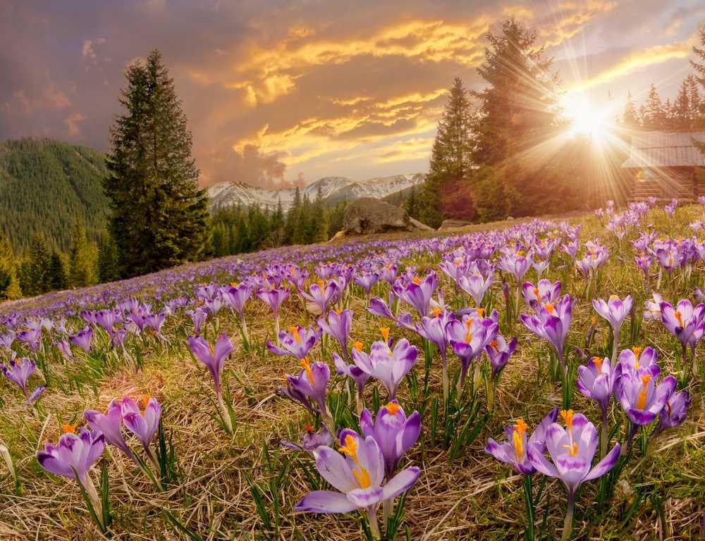 Stunning Sunset View Over Valley of Flowers National Park