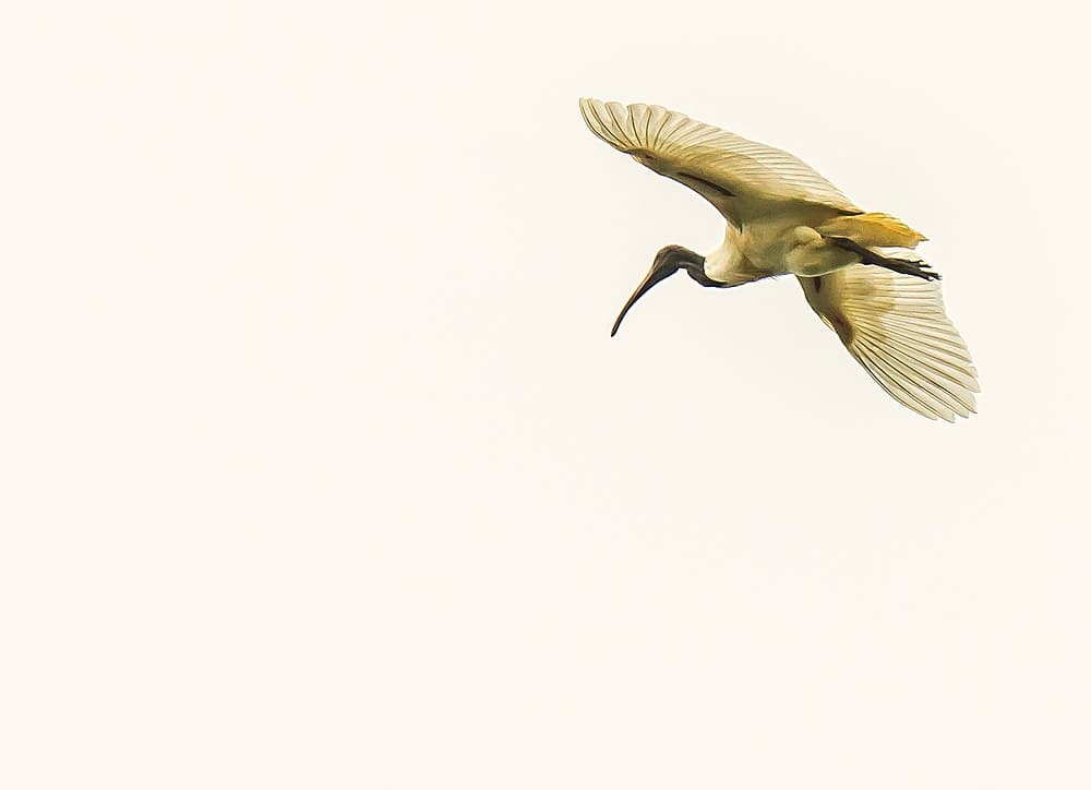 Vedanthangal Bird sanctuary travel image
