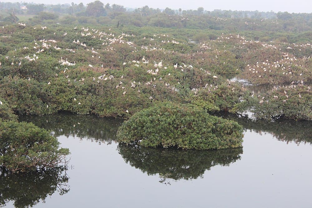 Vedanthangal Bird sanctuary travel image