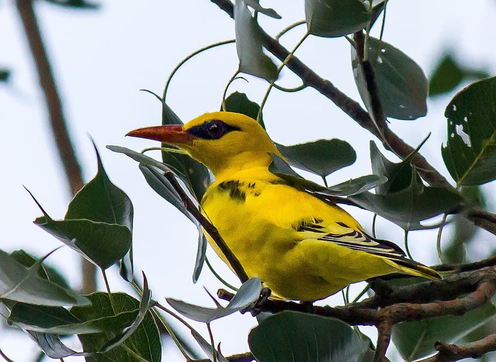 Vedanthangal Bird sanctuary travel image