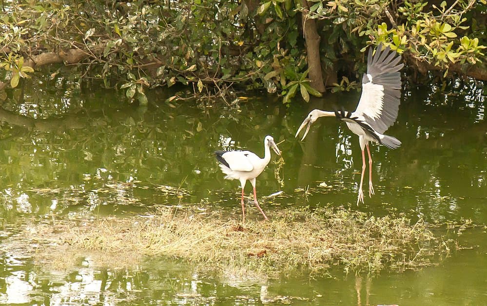 Vedanthangal Bird sanctuary travel image