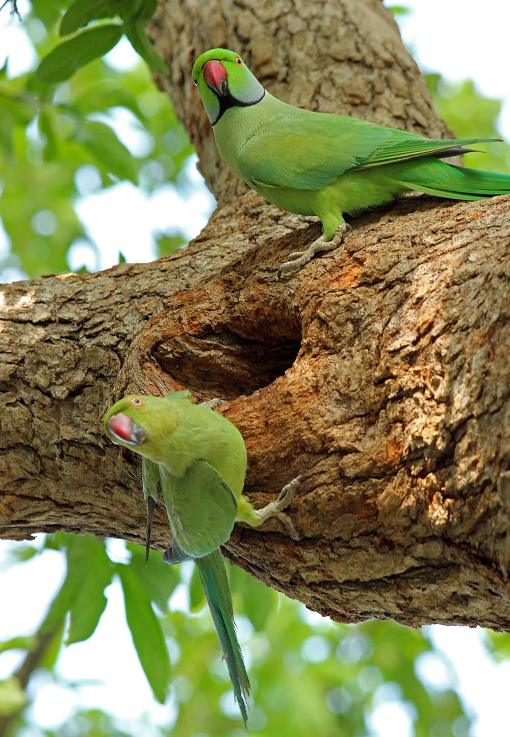 Vedanthangal Bird sanctuary travel image
