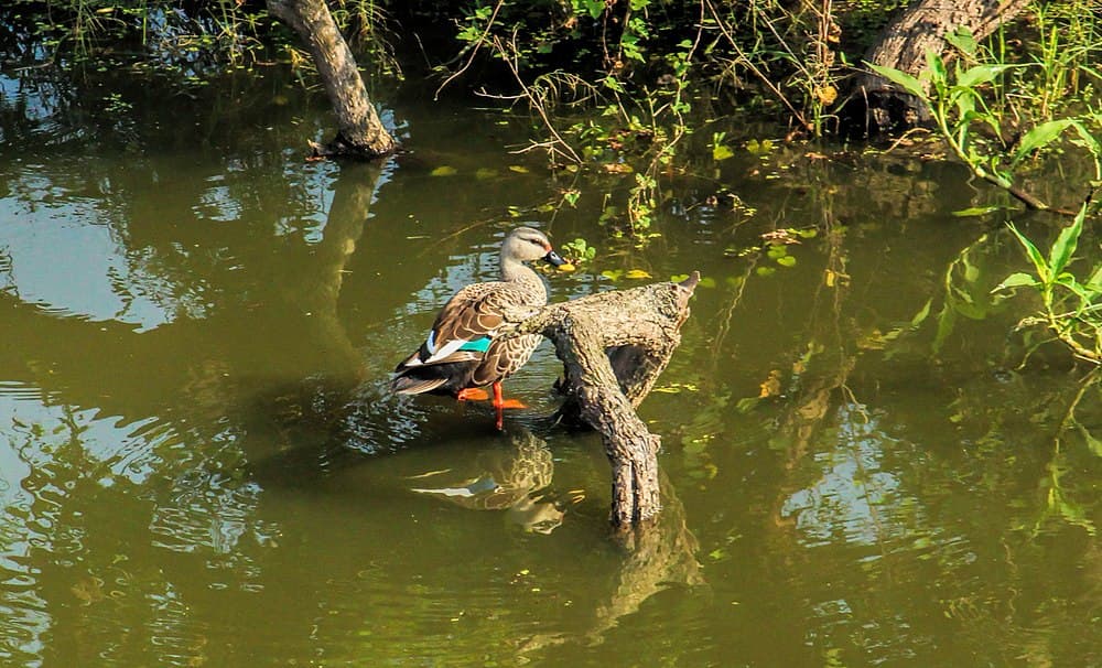 Vedanthangal Bird sanctuary travel image