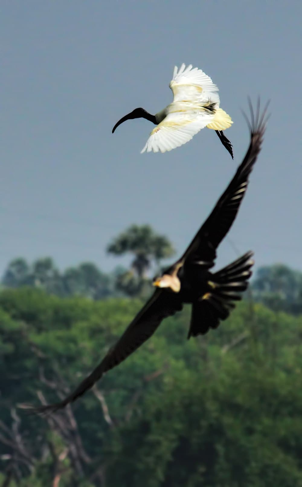 Vedanthangal Bird sanctuary travel image