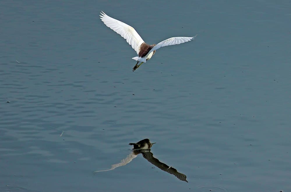 Vedanthangal Bird sanctuary travel image