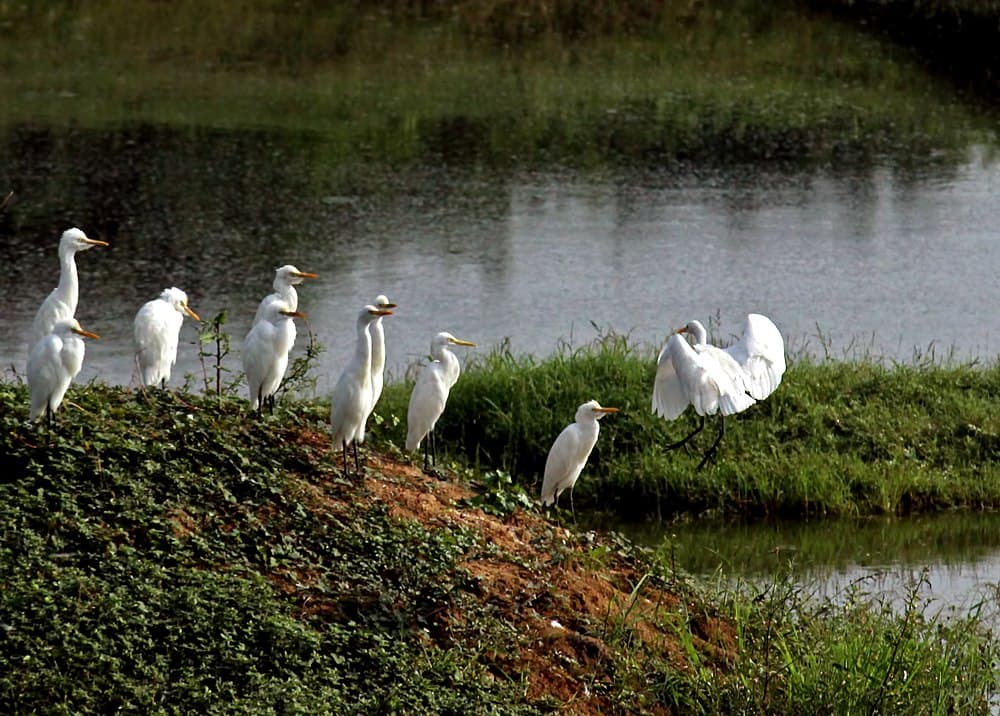 Vedanthangal Bird sanctuary travel image