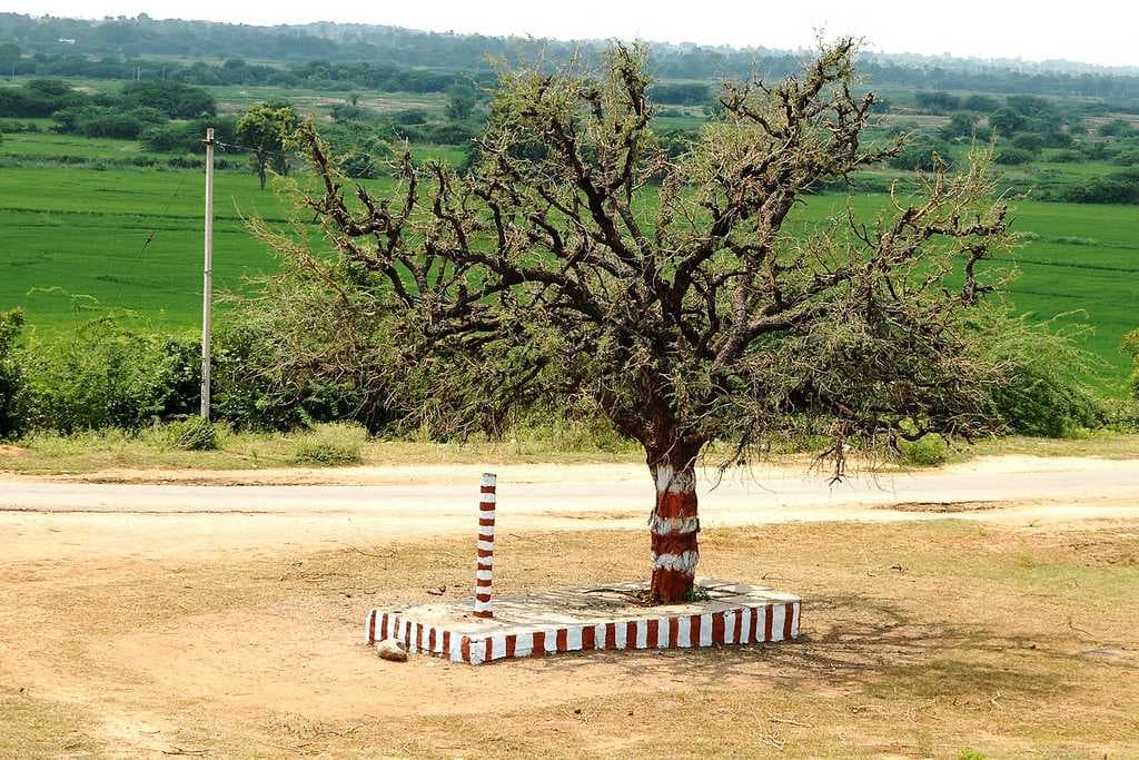 Jami Vruksham