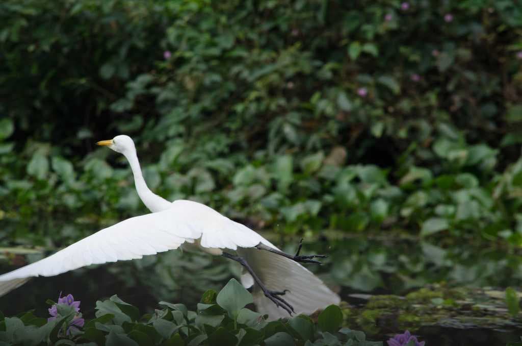 Pakshipathalam Bird Sanctuary