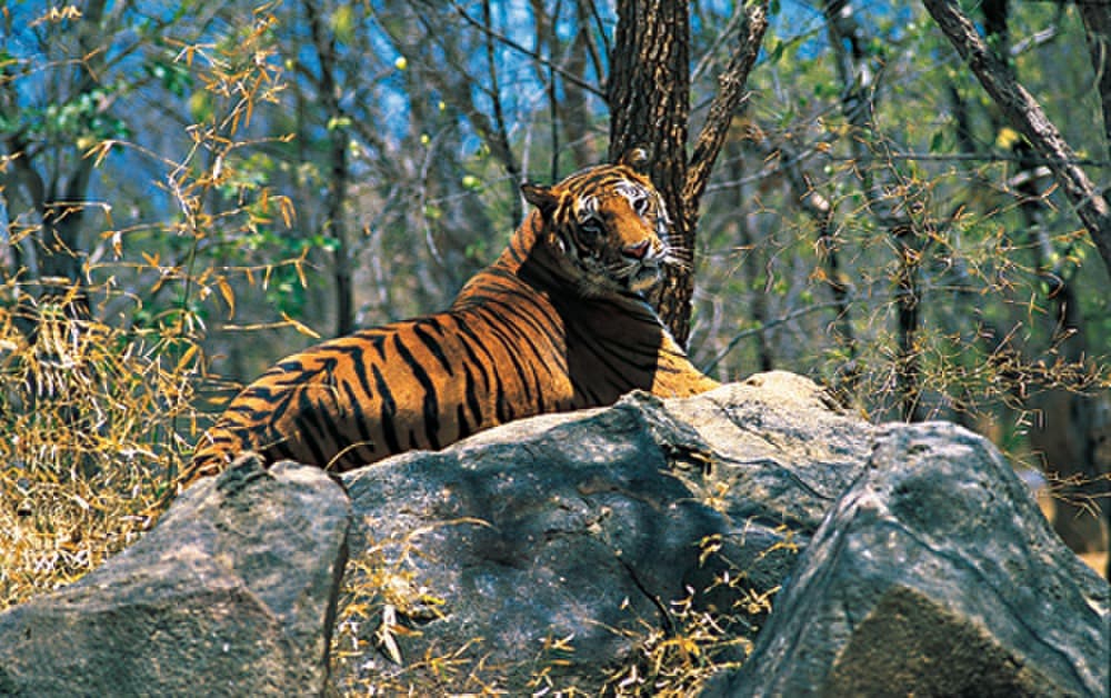Wayanad Wildlife Sanctuary travel image