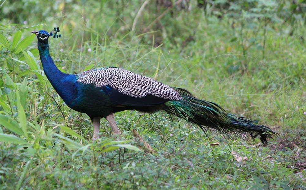 Wayanad Wildlife Sanctuary travel image