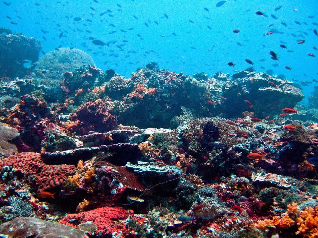 Scuba Diving in Lombok