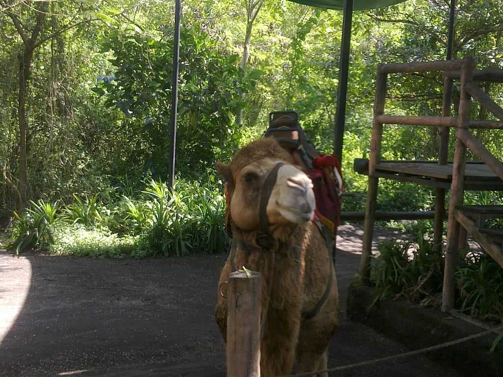 Bali Safari & Marine Park travel image