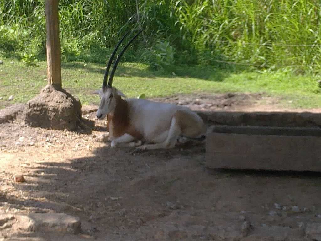 Bali Safari & Marine Park travel image