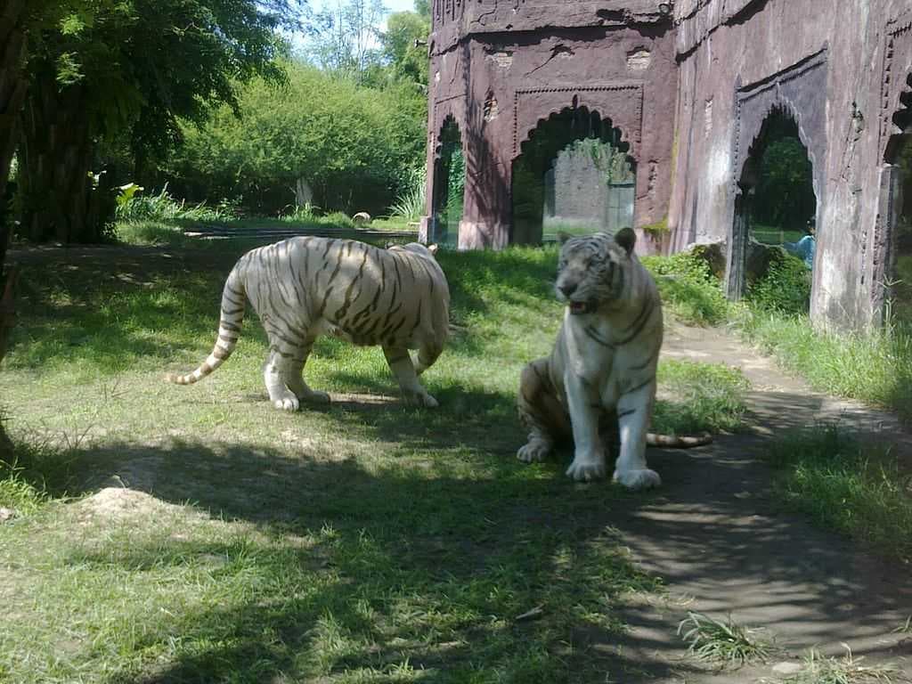 Bali Safari & Marine Park travel image