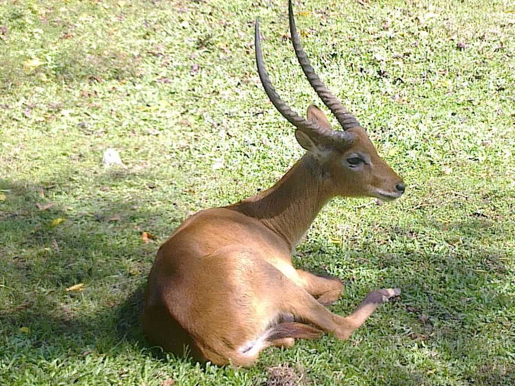 Bali Safari & Marine Park travel image