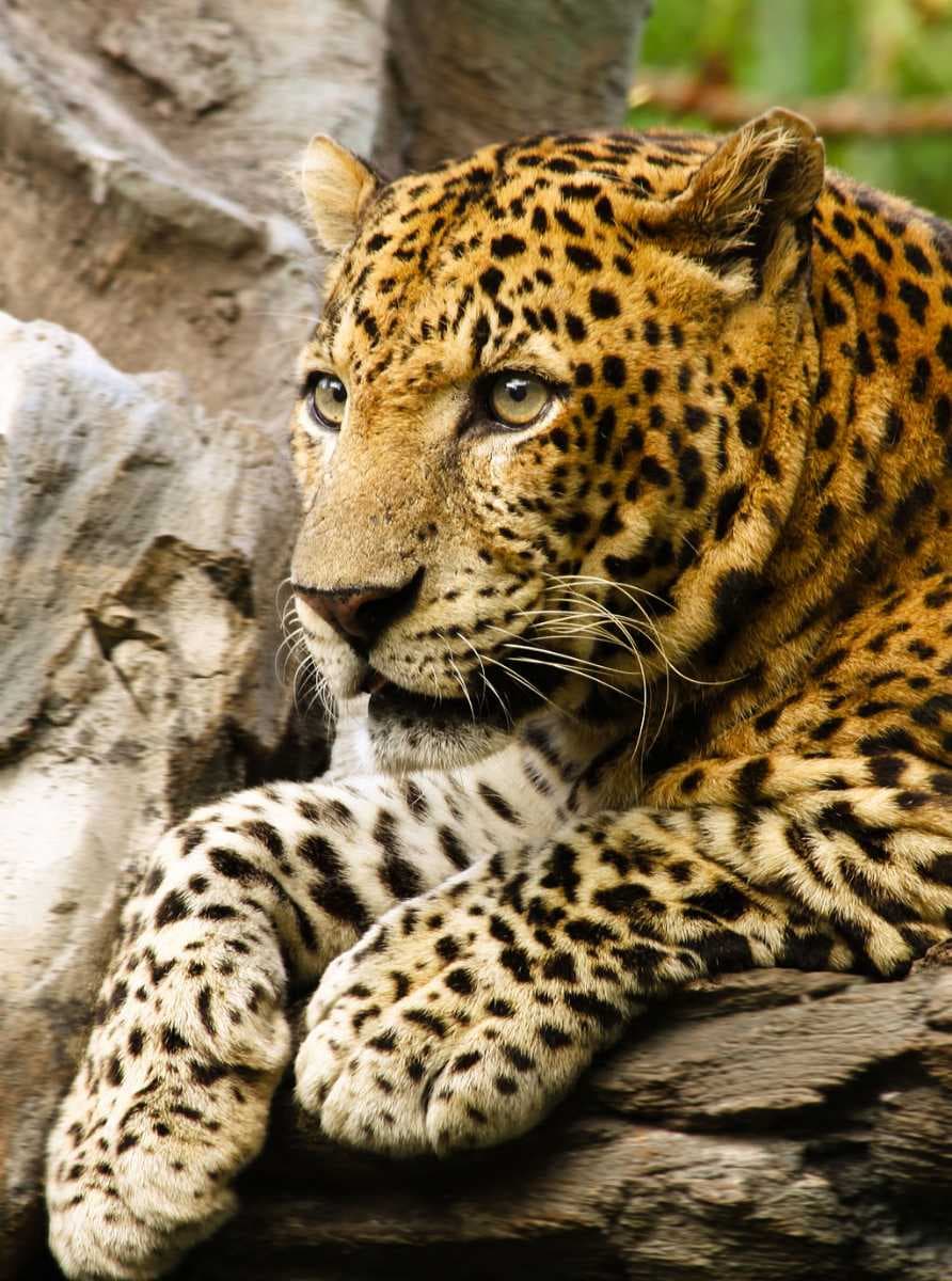 Bali Safari & Marine Park travel image