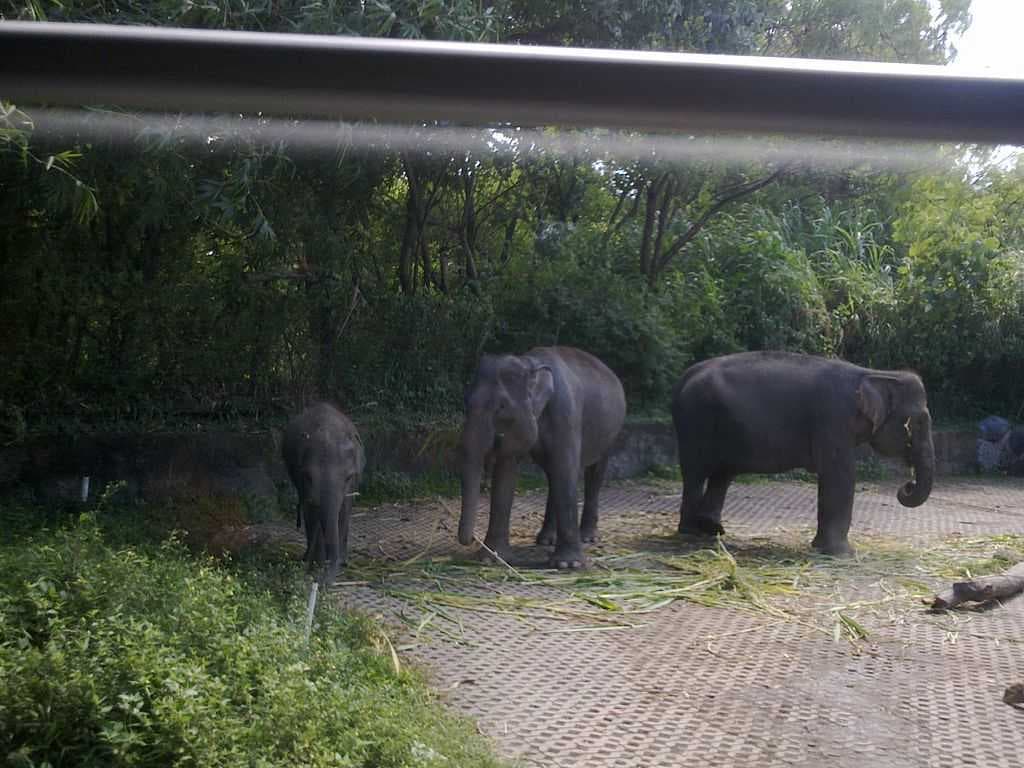 Bali Safari & Marine Park travel image